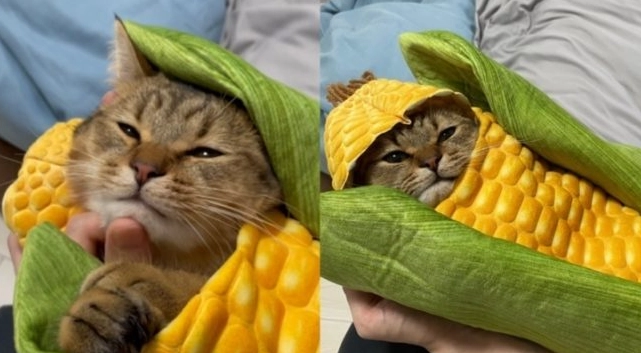 糙米對貓有害嗎