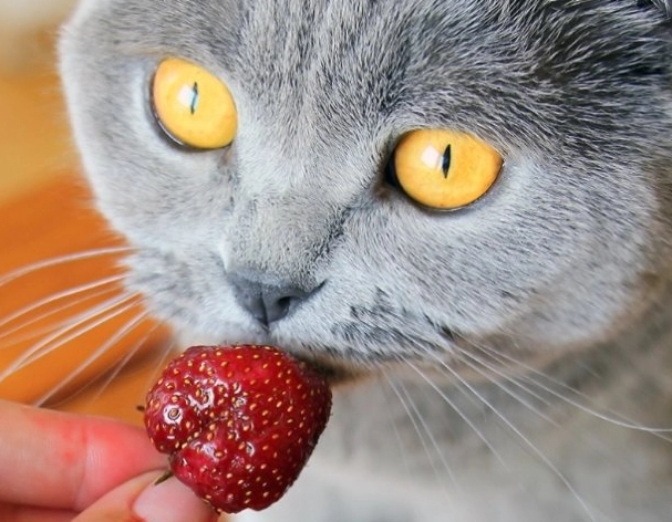 貓咪 安全水果