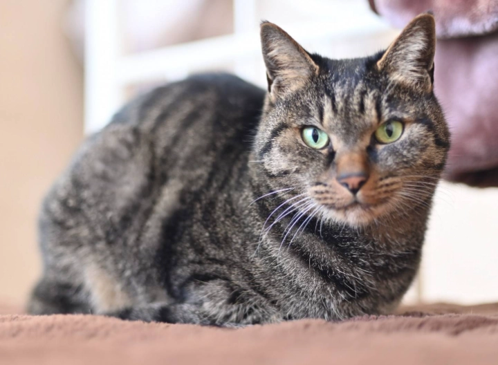 貓葡萄中毒症狀 貓葡萄中毒症狀