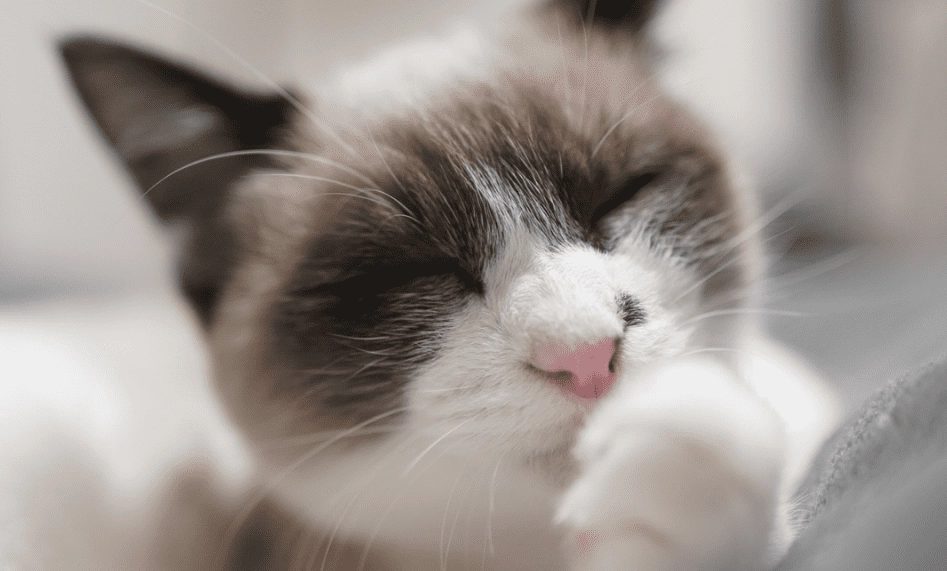 貓咪 乳糖不耐症 貓咪 乳糖不耐症