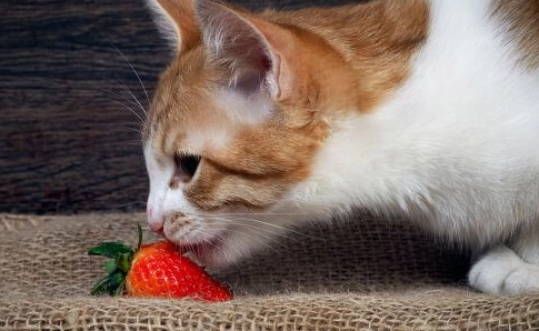 貓咪 乳糖不耐症