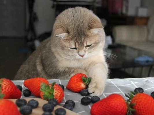 貓咪 乳糖不耐症