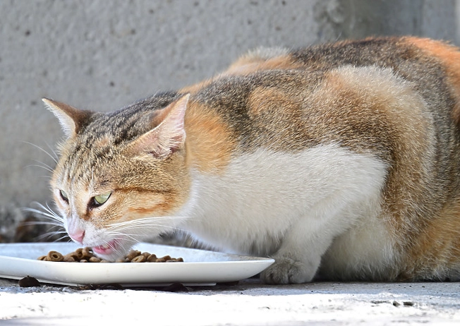 貓葡萄中毒症狀 貓葡萄中毒症狀