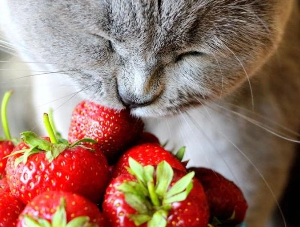 貓咪可以吃草莓優格嗎？獸醫解析安全餵食指南與風險