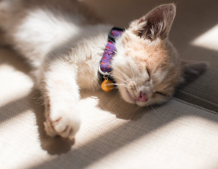 貓 吃 起司 貓 吃 起司