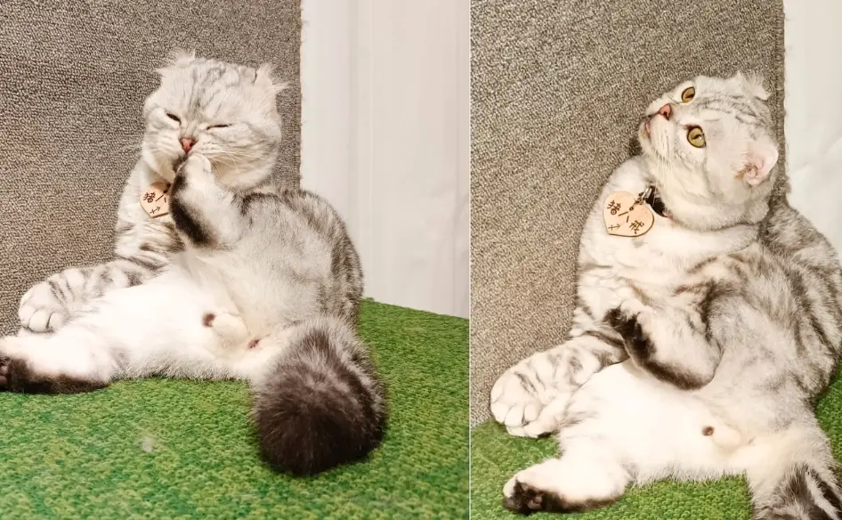 貓誤食葡萄處理 貓誤食葡萄處理