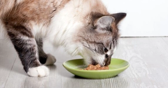 貓咪不能吃的食物