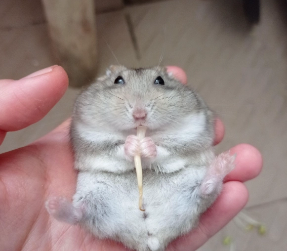 黃金鼠親人 黃金鼠親人