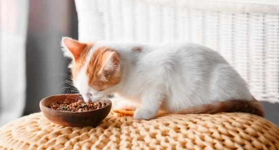 貓不能吃的食物 貓不能吃的食物