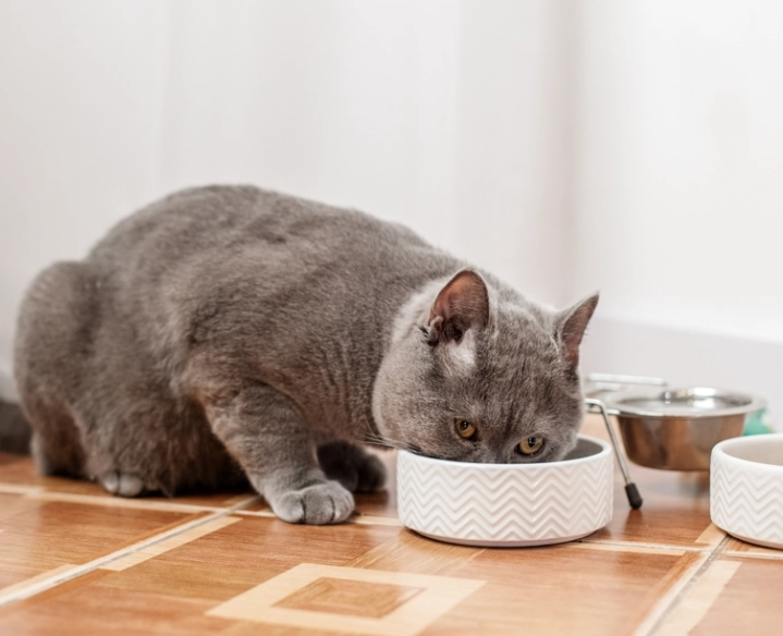 貓不能吃的食物 貓不能吃的食物