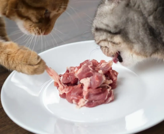 貓咪不能吃的食物