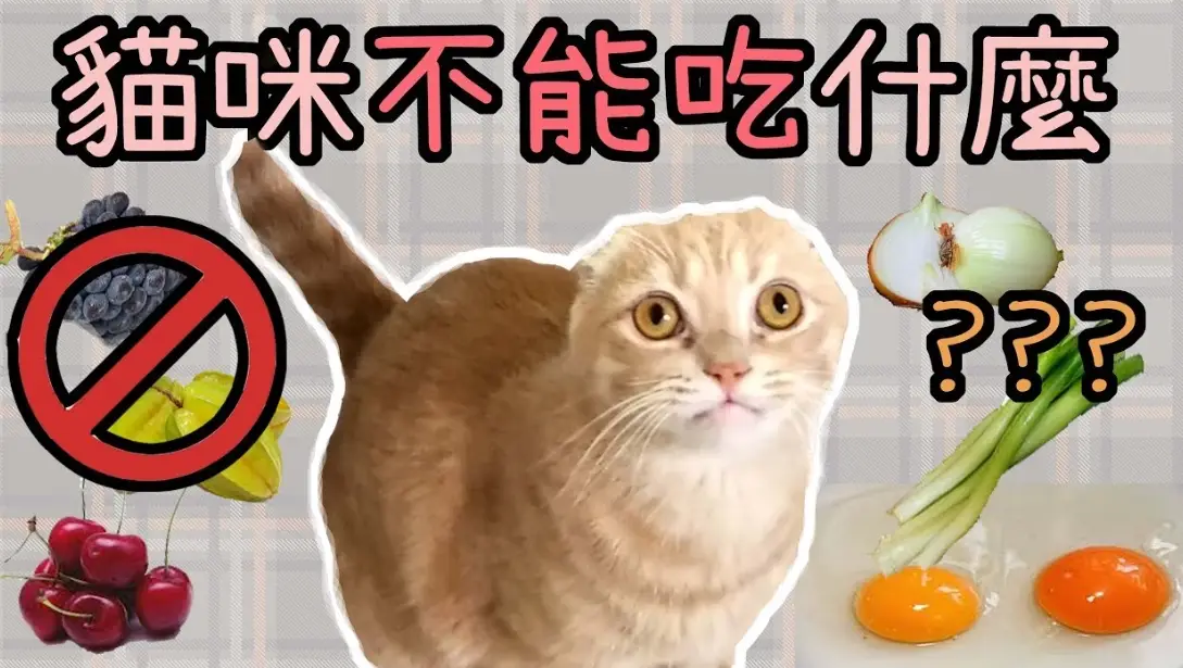 貓吃什麼會死？獸醫警告：這10種常見食物與植物是隱形殺手