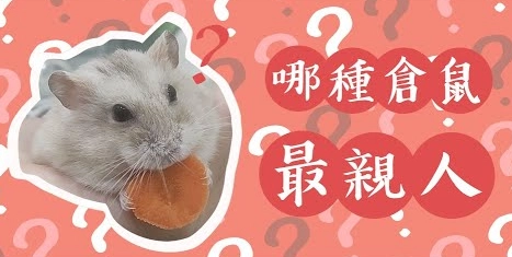 親人寵物鼠 親人寵物鼠