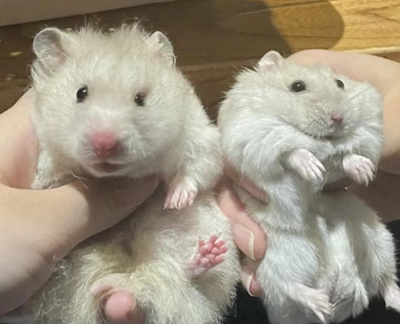 親人寵物鼠 親人寵物鼠