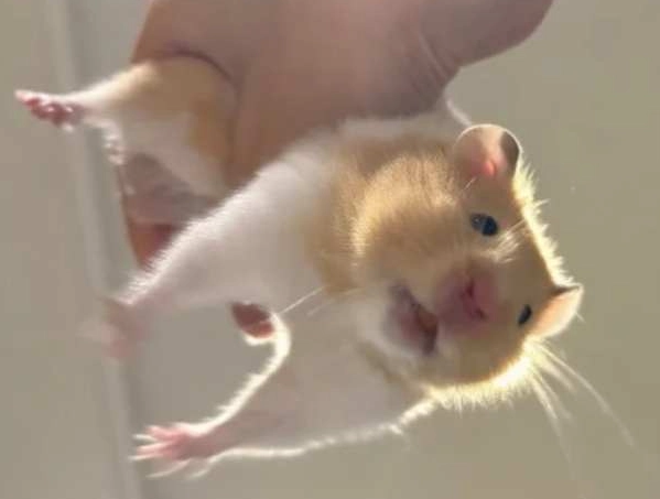 黃金鼠親人 黃金鼠親人