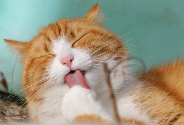 貓不能吃的食物 貓不能吃的食物