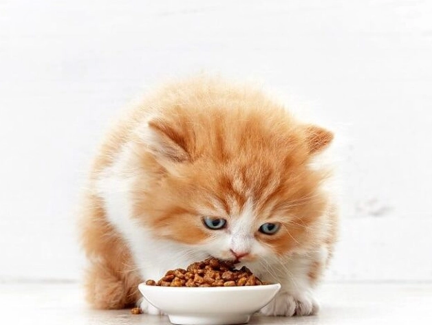 貓咪中毒症狀 貓咪中毒症狀