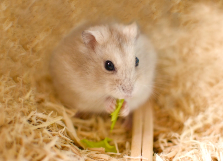 天竺鼠親人 天竺鼠親人