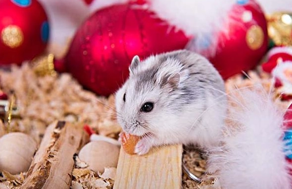 天竺鼠親人 天竺鼠親人