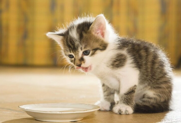 貓咪中毒症狀 貓咪中毒症狀