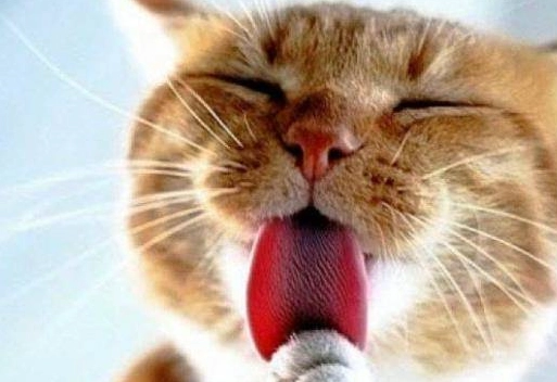 精油 貓咪 安全 精油 貓咪 安全