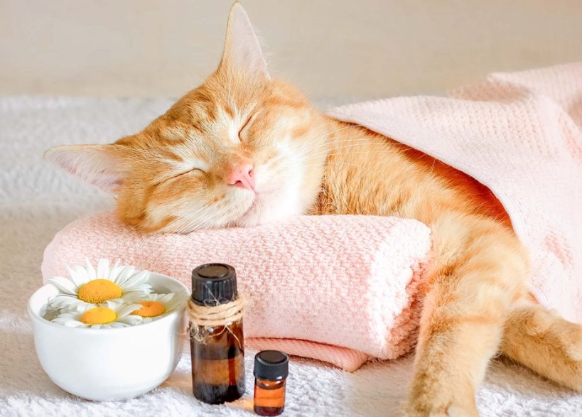 貓咪 薰衣草精油 貓咪 薰衣草精油