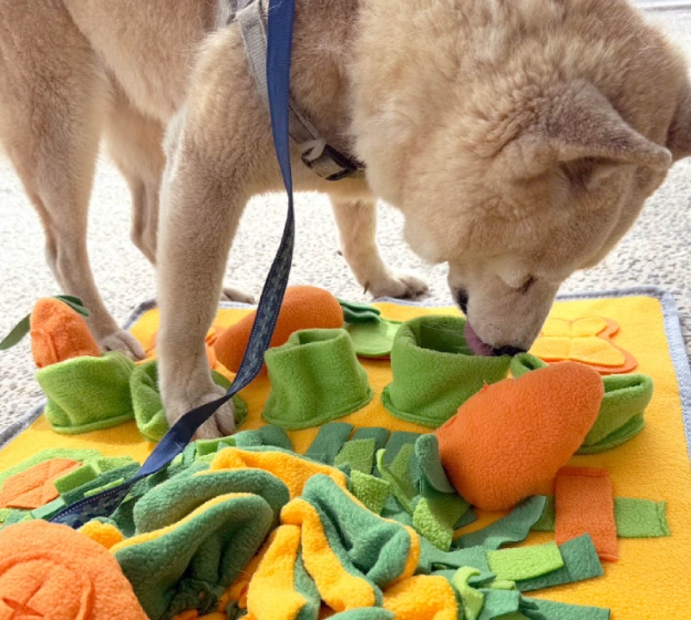 寵物嗅覺比較 寵物嗅覺比較