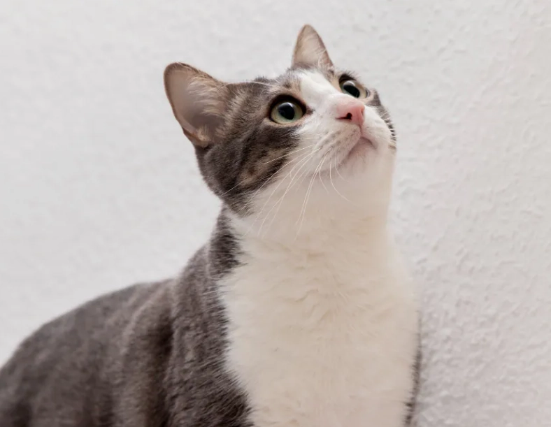 貓咪 精油 安全