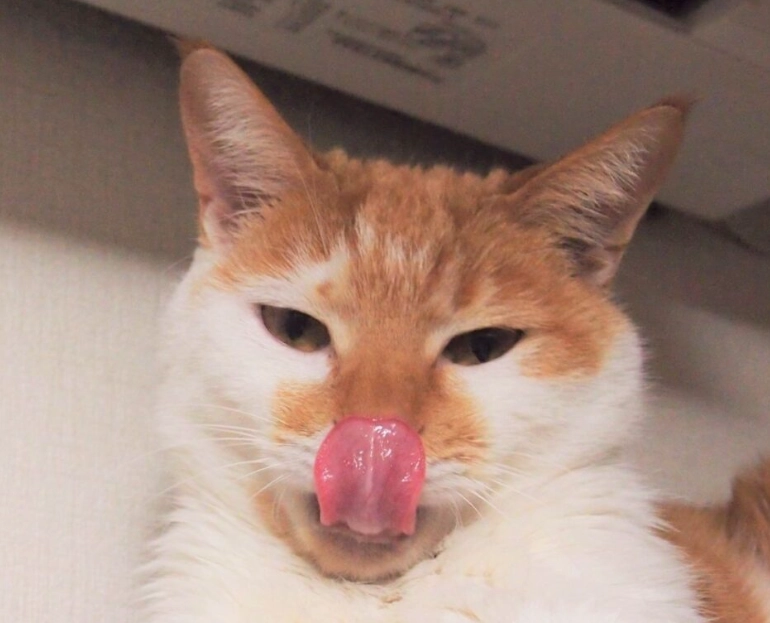 寵物嗅覺比較 寵物嗅覺比較