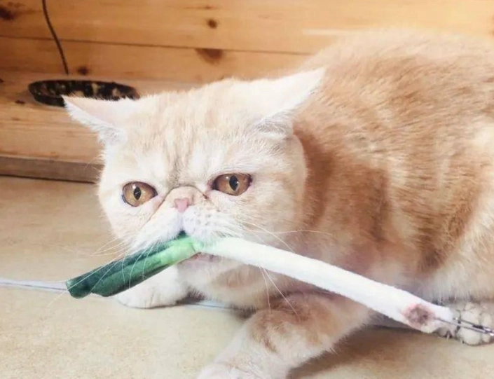 貓咪 桧木 安全