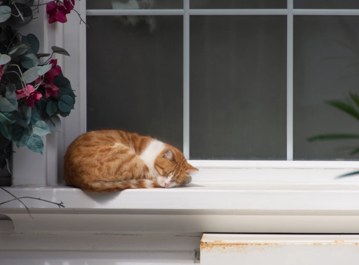 貓咪 精油 安全