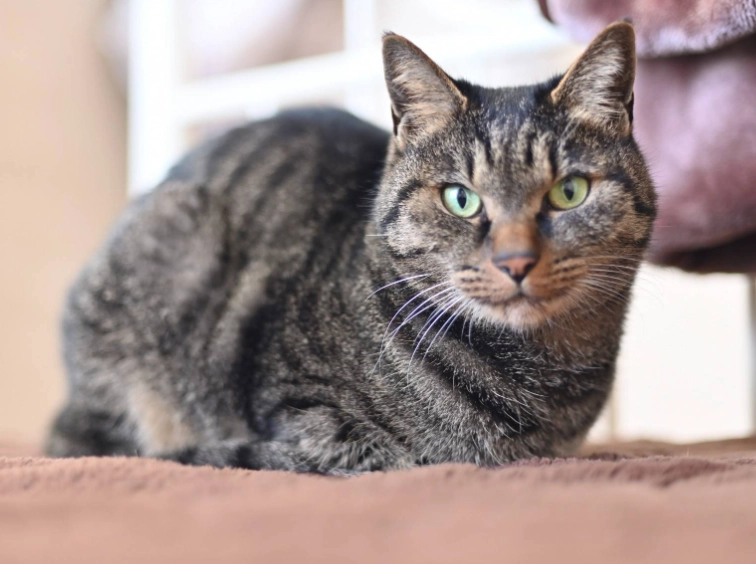 貓咪氣味訓練 貓咪氣味訓練