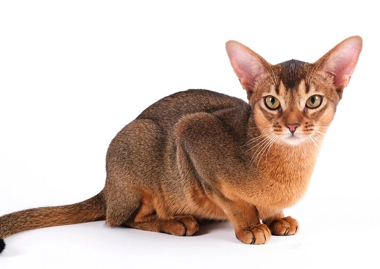 貓聞線香安全嗎