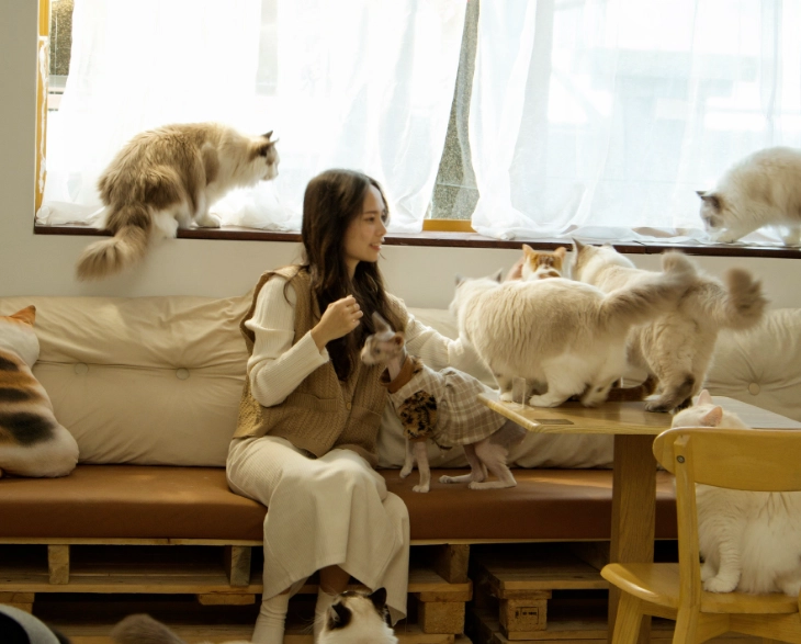 貓咪眼神 貓咪眼神