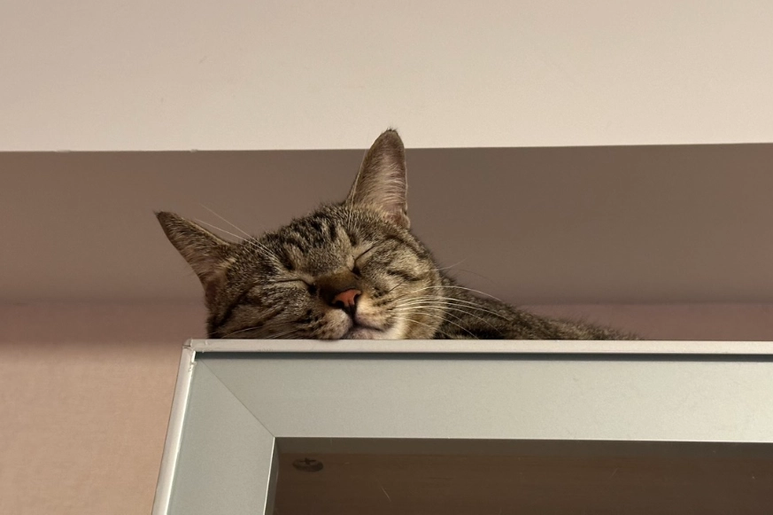 貓咪攻擊行為 貓咪攻擊行為