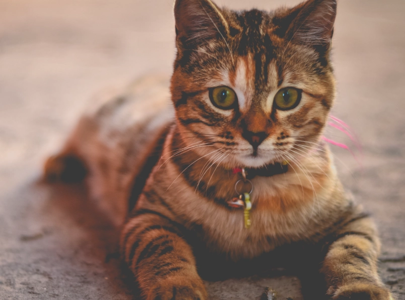 貓咪眼神 貓咪眼神