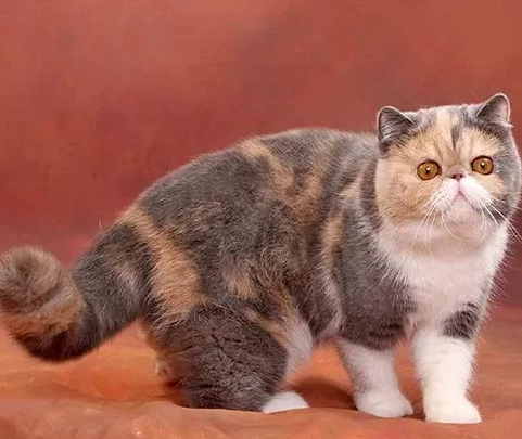 貓討厭的味道 貓討厭的味道