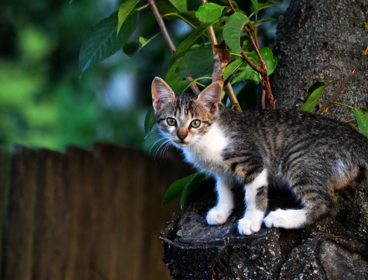 貓咪行為解讀 貓咪行為解讀