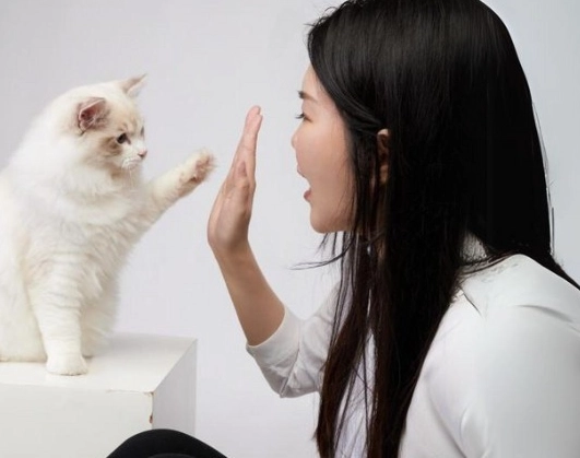 貓咪攻擊行為 貓咪攻擊行為