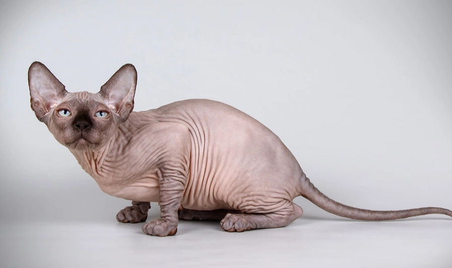 貓咪氣味訓練 貓咪氣味訓練