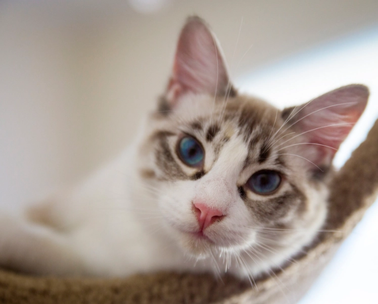 貓咪行為解讀 貓咪行為解讀