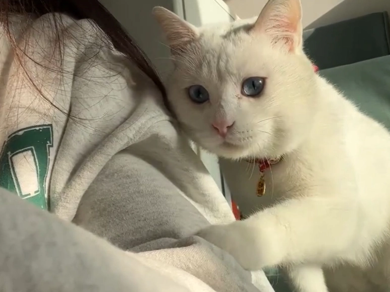 貓咪眼神 貓咪眼神