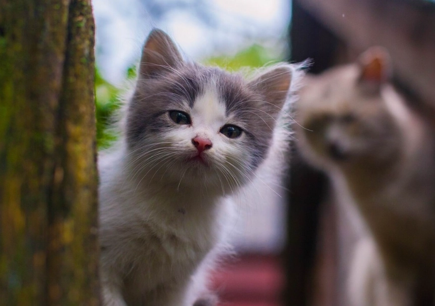 貓咪行為解讀 貓咪行為解讀