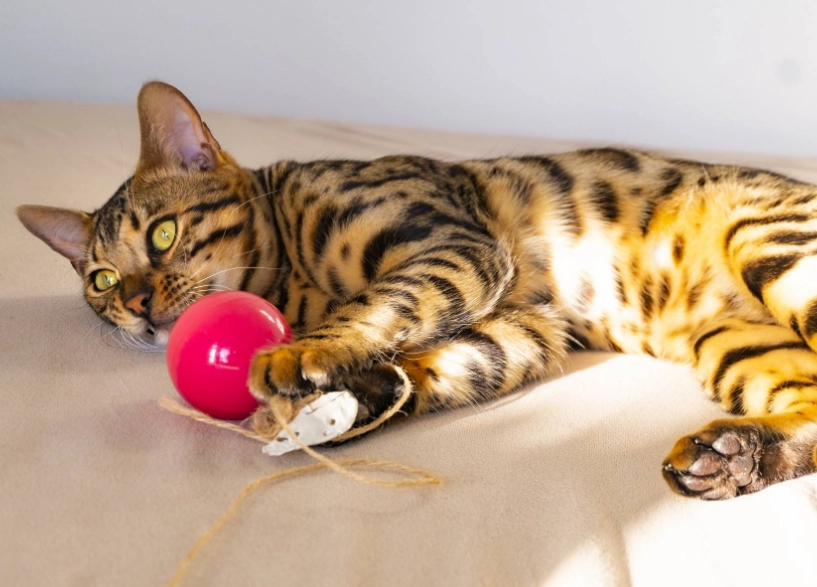 貓咪攻擊行為 貓咪攻擊行為