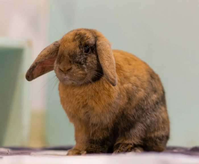 幼兔可以吃水果嗎