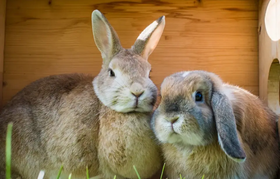 兔子不能吃的食物