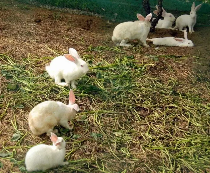 兔子不能吃的食物