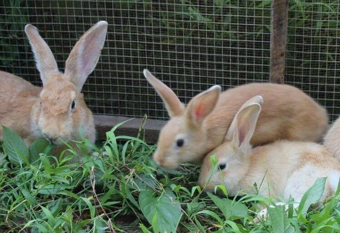 兔子不能吃的食物