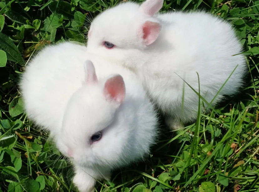 兔子飼養禁忌