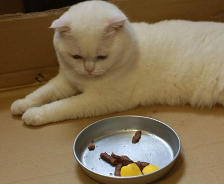 貓咪飲食禁忌 貓咪飲食禁忌